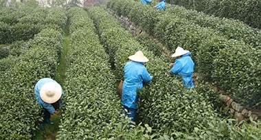 Chinese green Tea